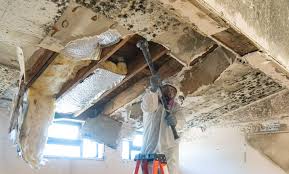 Mold Odor Removal Services in Jacksonville, NC